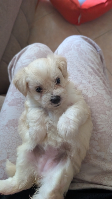 Bichon Havanais Femelle