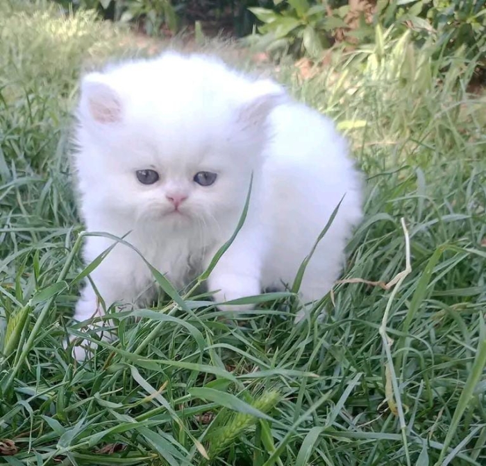 Persan chaton