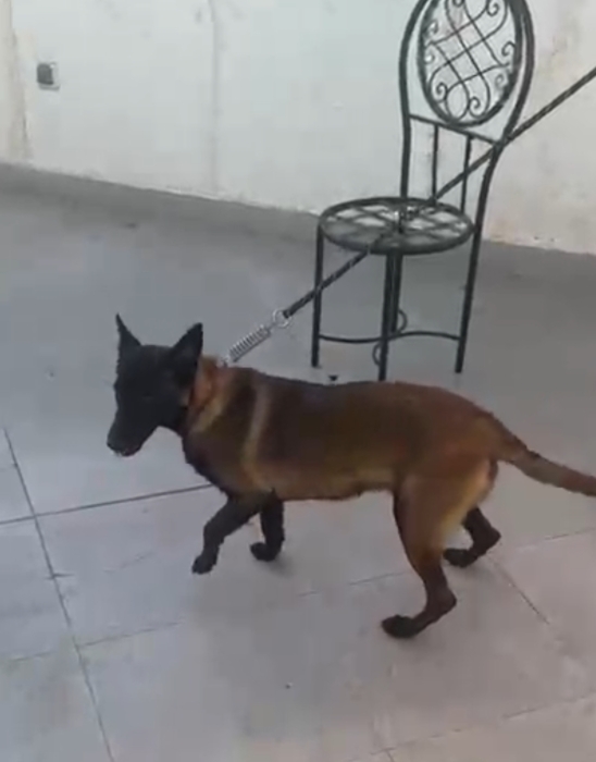 Malinois à vendre