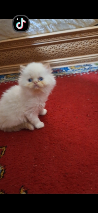 Chat persan himalaya