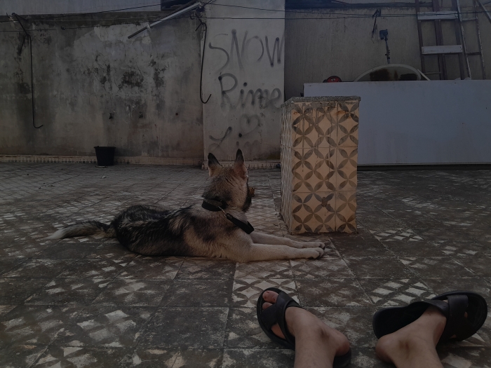 Husky de Sibérie