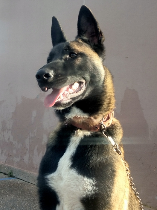 Malinois charbonner مالينوا شاربوني