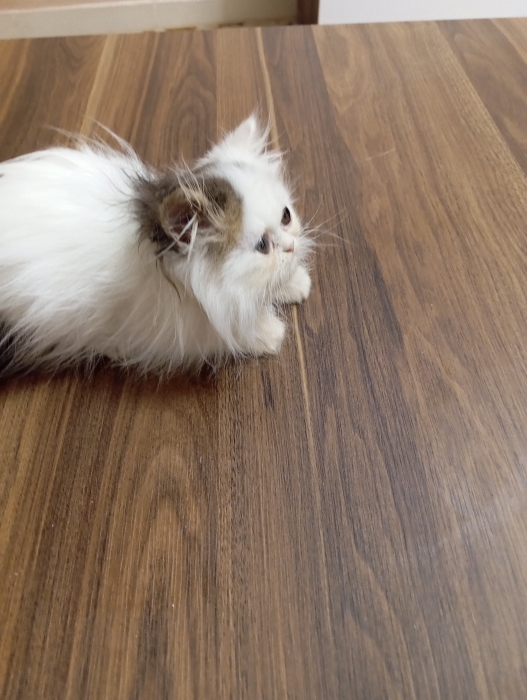 Persan chaton
