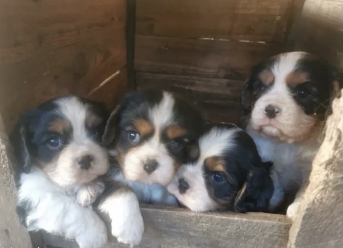 Chiots cavaliers King Charles