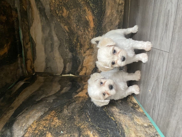 Bichons maltais