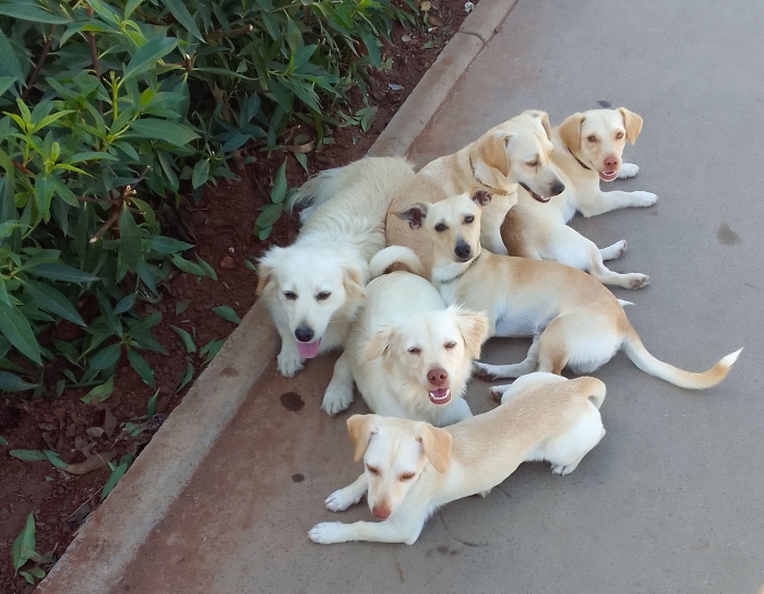 Labrador