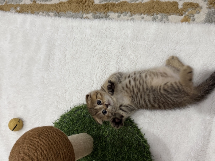 Scottish Fold