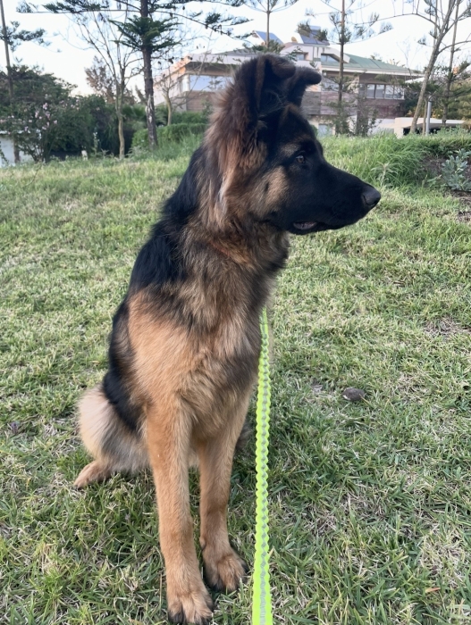 Magnifique berger femelle adopter