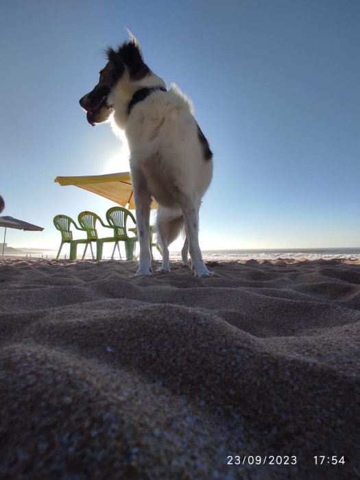 Chien berger de l atlas