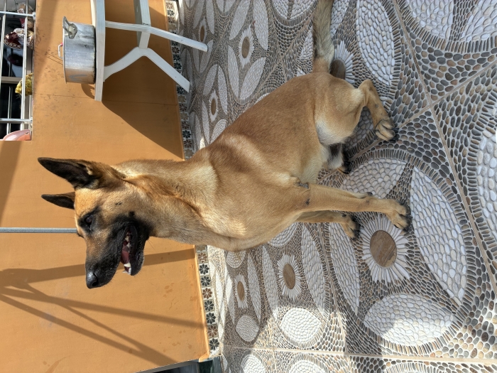 MALINOIS À DONNER POUR ADOPTION