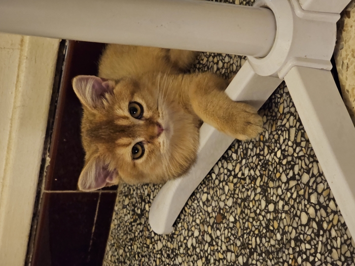 british shorthair ny11 golden