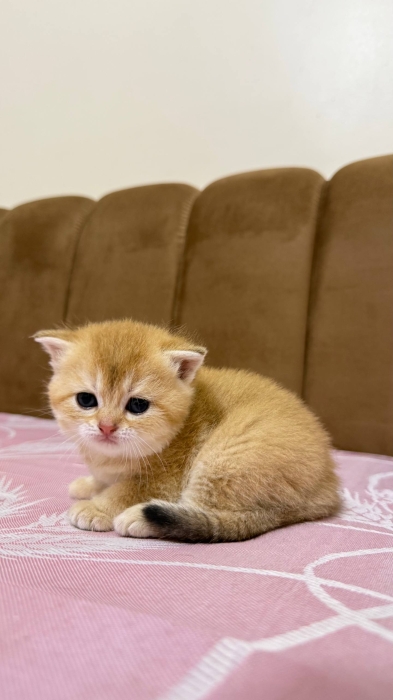 British shorthair female golden ny25