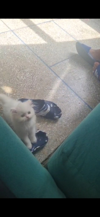 Chat persan himalaya