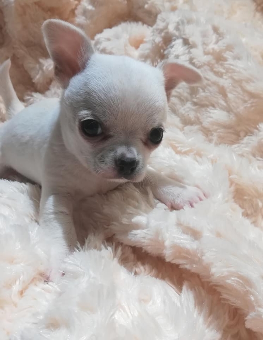 magnifiques chiots CHIHUAHUA miniature