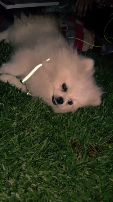 Spitz nain