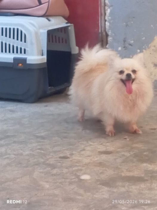 Super femelle spitz nain Poméranie