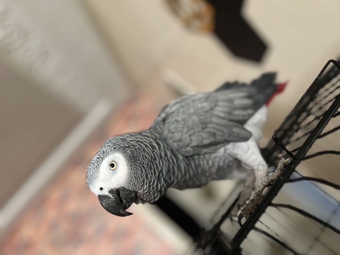 Perroquet gabonais dressé