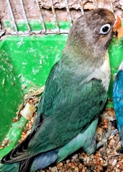 Vente Inseparables طيور الحب