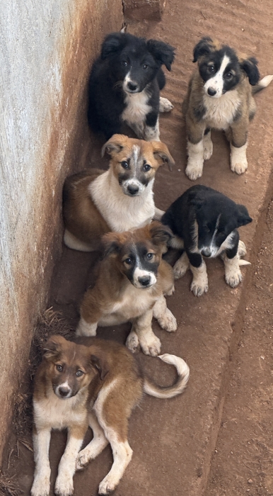Chiens Aidi ( chiens de montagne de l’Atlas
