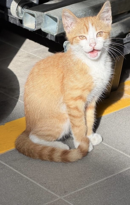 Adoption