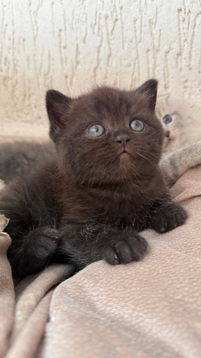 Scottish fold & british