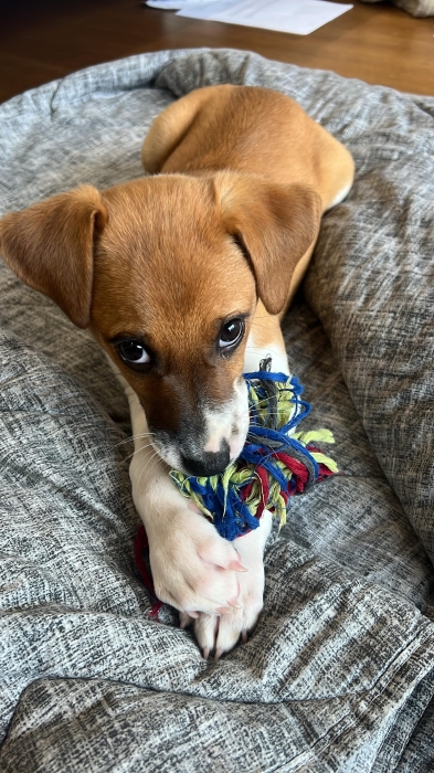 Russel Terrier x Chihuahua