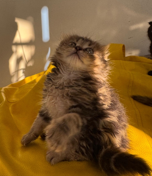 scottish fold highland