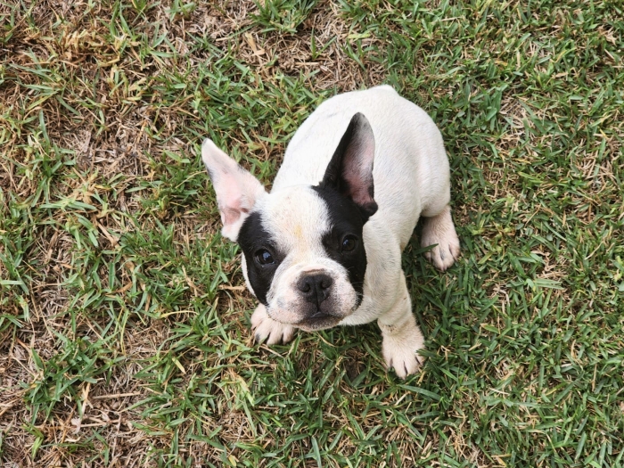 French bulldog