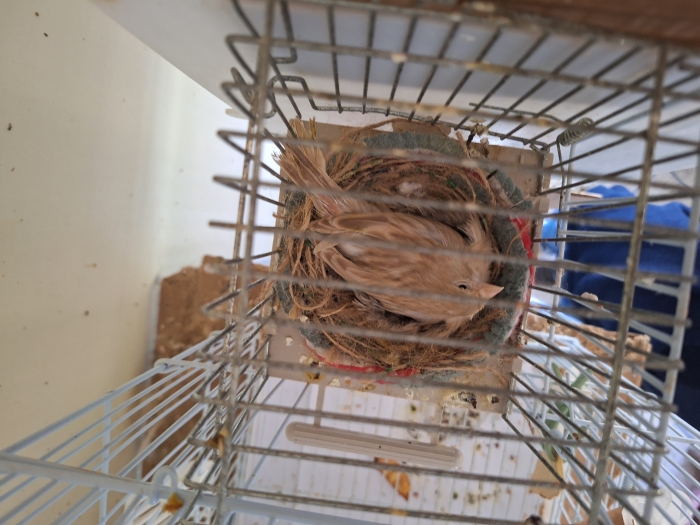 Couple canari satiné