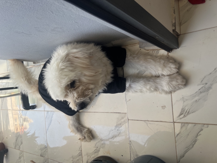 Chien labradoodle