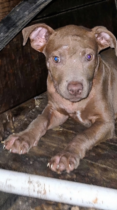 Female pitbull lilac