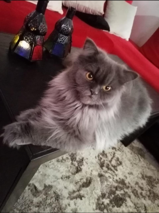 قطط صغيرة مع ذكر بالغ