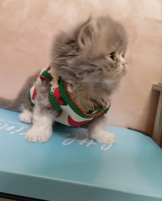 Kitten chinchilla