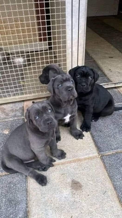 Magnifique portée de cane corso pedgree
