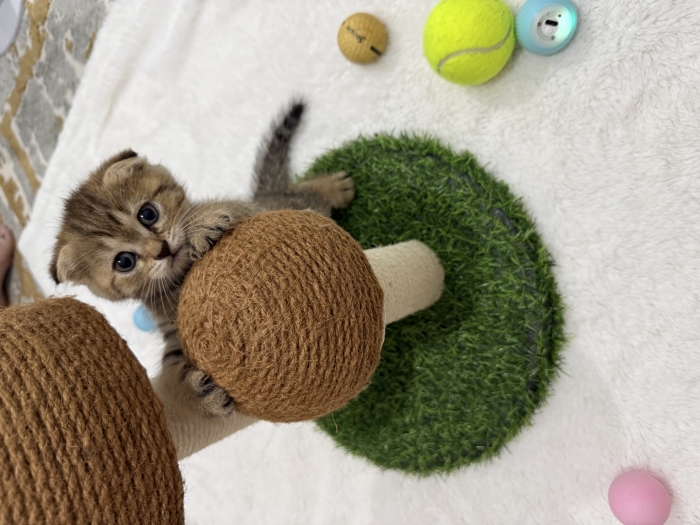 Scottish Fold