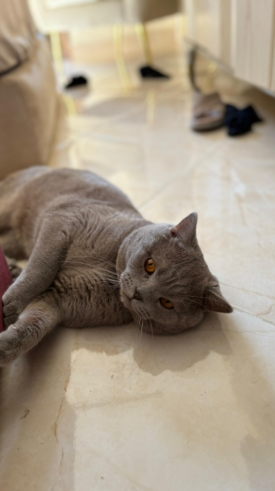British shorthair male