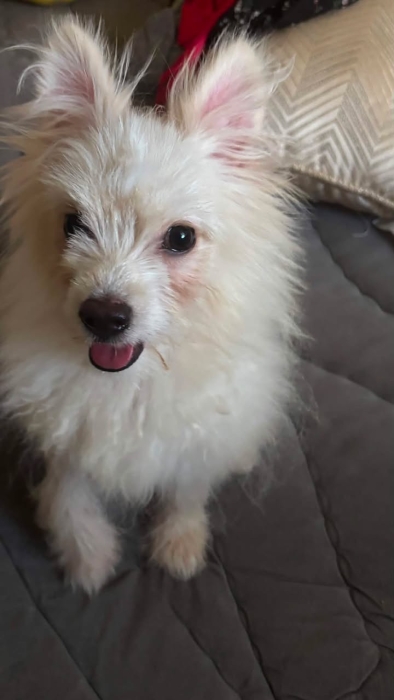 Spitz nain