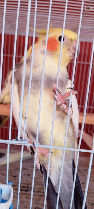 Calopsitte
