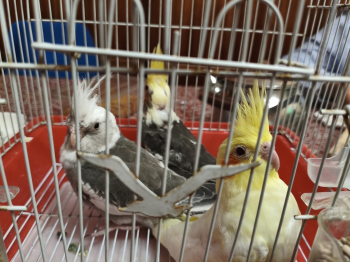 Bébés Callopsites pour dressage