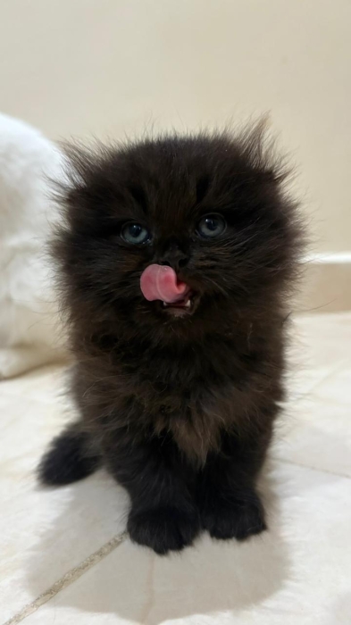 Scottish fold & british longhair