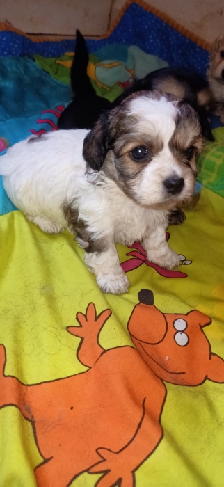 Chien maltes havanes