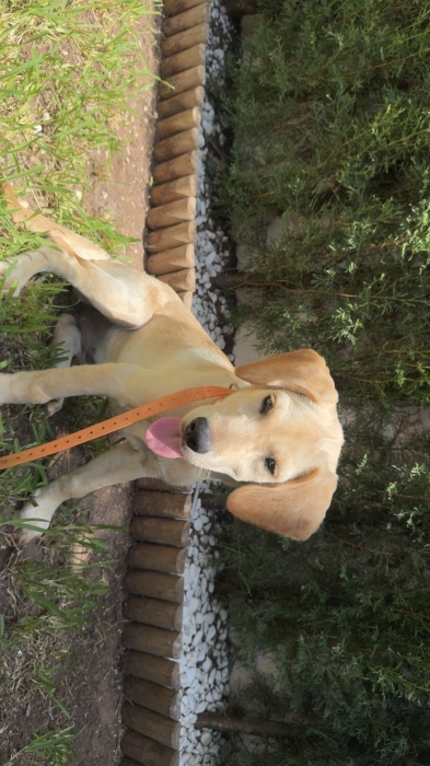 Labrador