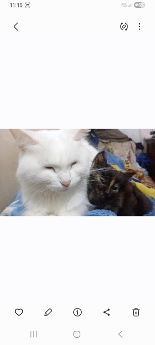 قطط Angora للتبني