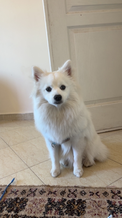 🐶 Spitz Allemand à vendre – très beau chien 🐶