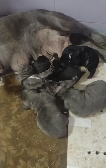 Chiots cane corso