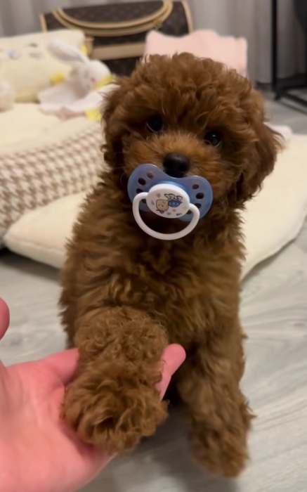 Poodle toy