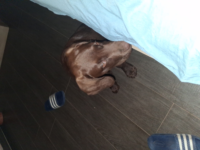 Chocolat labrador 2 mois