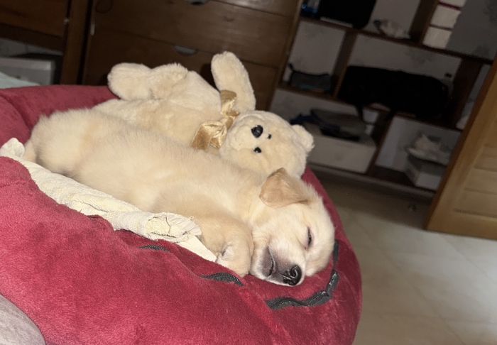 Chiot golden retriever