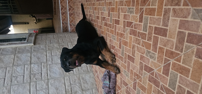 Rottweiller mâle