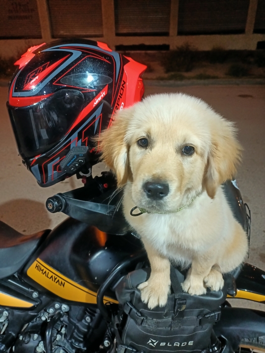 Golden retriever